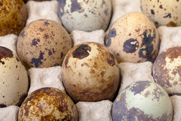 Fototapeta premium Speckled quail eggs in a carton box