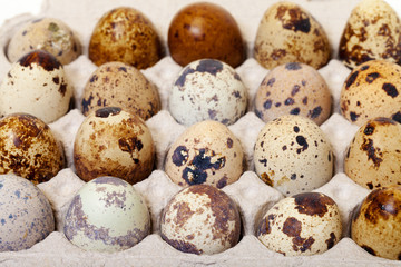 Fototapeta premium Speckled quail eggs in a carton box