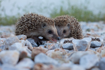 Cute hedgehog, wildlife © artmim