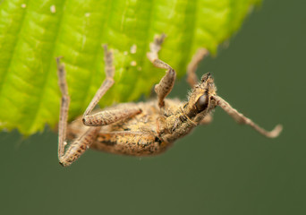 Rhagium inquisitor