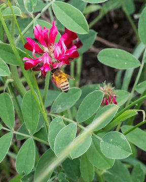 honey bee feeding on sulla flower