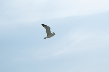 seagull, against, the sky