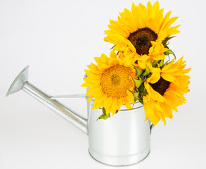 Sunflowers © garytog