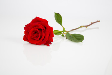 Fototapeta premium Portrait of a Rose