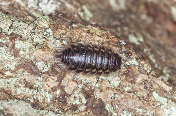 Woodlouse on wood, macro photo