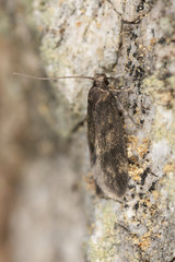 Small moth sitting on tree, macro photo