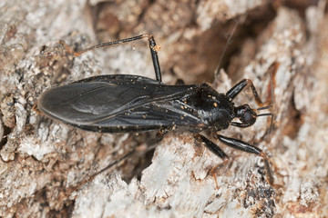 Masked Assassin Bug (Reduvius personatus)