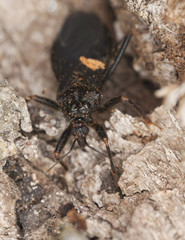Masked Assassin Bug (Reduvius personatus)