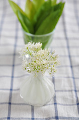 Frischer Bärlauch mit Bärlauchblüte