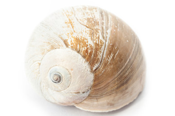 Seashell on a white background. Close-up.