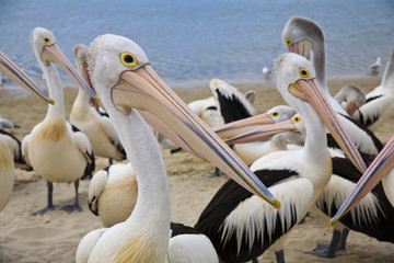 Pelican