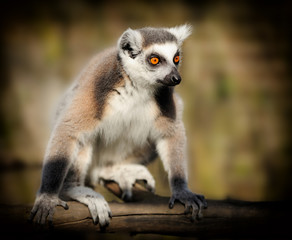 Lemur