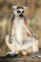Lemur