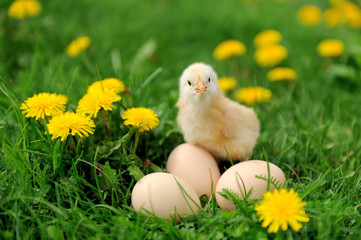 Little chicken
