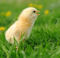 Little chicken