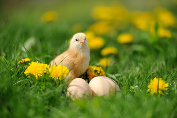 Little chicken
