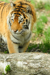 Fototapeta premium Tiger