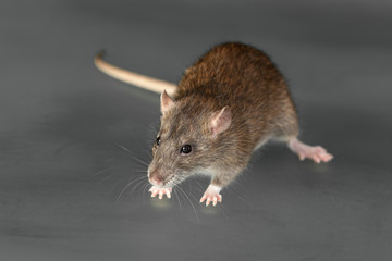 brown domestic rat