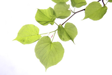 Fototapeta na wymiar Green leaf isolated background