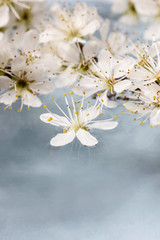 Cherry blossom on water, blue background. Copy space, very selec