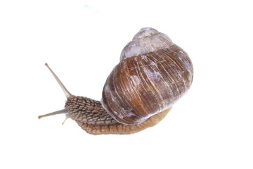 Garden snail