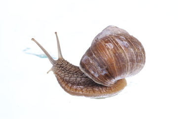 Garden snail
