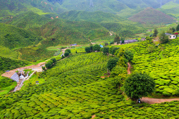 Tea plantation