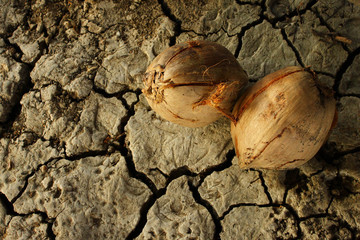 dry coconut on the ground
