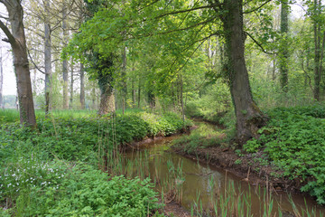 Fototapeta premium Stream meandering through meadow and forest