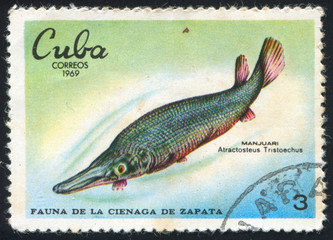 Fish Atractosteus Tristoechus