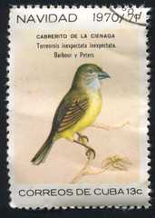 Bird Torreornis inexpectata