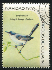Bird Polioptila lembeyei