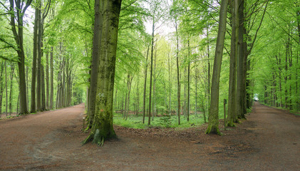 Path through a beech forest in spring