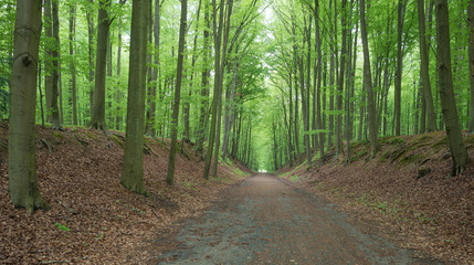 Path through a beech forest in spring