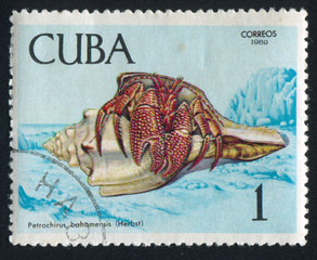 Fototapeta premium Crab Petrochirus bahamensis