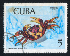 Crab Gecarcinus ruricola