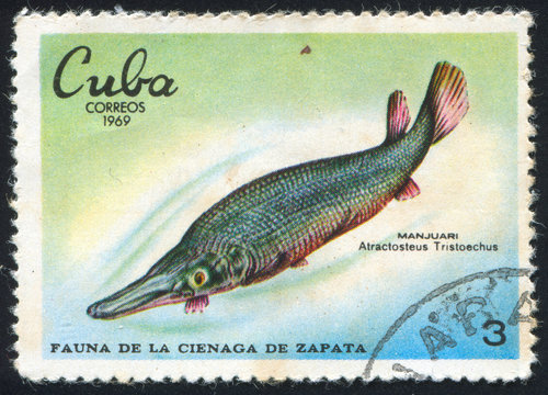 Fish Atractosteus Tristoechus