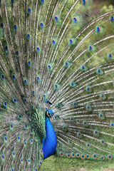 Obraz premium Indian Peafowl, pavo cristatus