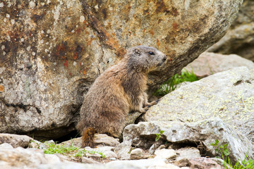 marmottina fra le rocce