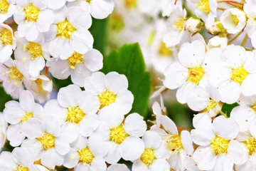 Crédence en verre imprimé Macro Bel arbuste à fleurs blanches Spirea aguta (couronne des mariées).