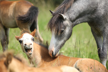 Naklejka na ściany i meble Young pony meeting scared foal