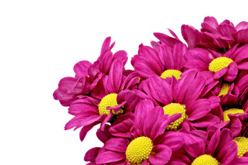 Beautiful violet red dahlia flowers.Сloseup