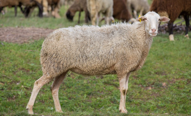 Obraz na płótnie Canvas Sheep stared