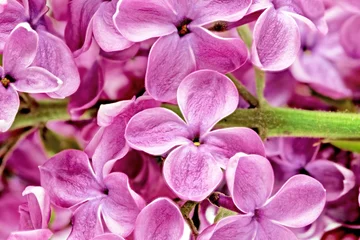 Papier Peint photo Autocollant Macro Gros plan de beau bouquet de lilas
