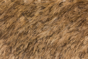 Emu Feathers Texture