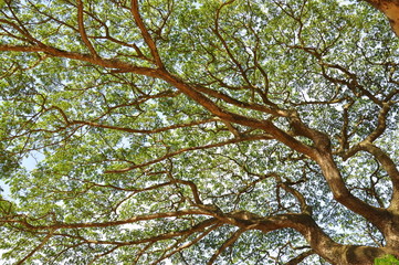 Under the big tree