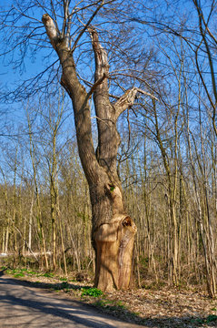 France, old tree in Vernouillet in les Yvelines