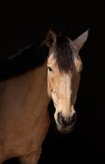 Portrait of a dun horse  on dark background