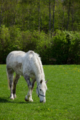 Arabian grey horse in a green field