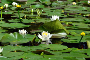 White and yellow water lilies